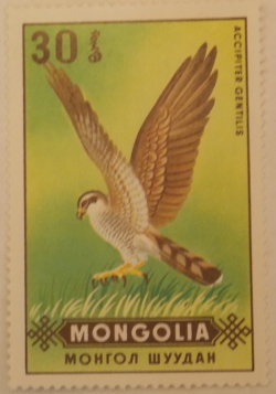 Image #1 of 30 Mongo 1970 - Uliu porumbar (Accipiter Gentilis)