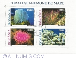 Image #1 of Corals and Sea anemones