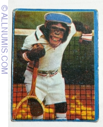 28 - Monkey