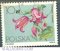 10 Zloty 1984 - Clematis texensis