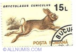 15 Lei - Oryctolagus Cuniculus
