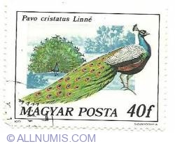 Image #1 of 40 filler 1977 - pavo cristatus Linne