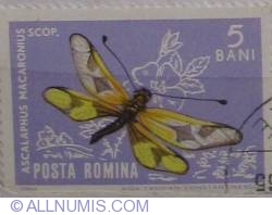 5 Bani 1964 - Greek Owl Moth (Ascalaphus macaronius)