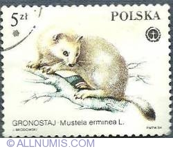 Image #1 of 5 zl 1984 - GRONOSTAJ Mustela erminea
