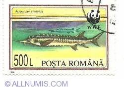 Image #1 of 500 lei 1994 - acipenger steliatus