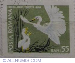 Image #1 of 55 Bani 1968 - Great Egret (Egretta alba )
