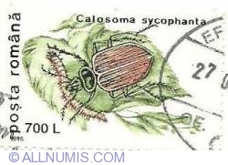 700 Lei  - Calosoma Sycophanta