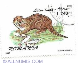 Image #1 of 740 Lei - European Otter (Lutra lutra)