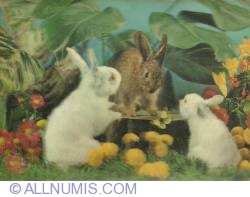 Image #1 of Rabbit-3D