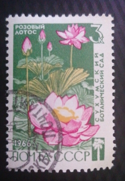 Image #1 of 3 Kopeici 1966 -  Pink Lotus (Nelumbo nucifera)