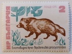 Image #1 of 2 Stotnika - Raccoon Dog (Nyctereutes procyonoides)