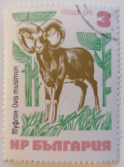 Image #1 of 3 Stotnika - Mouflon (Ovis orientalis)