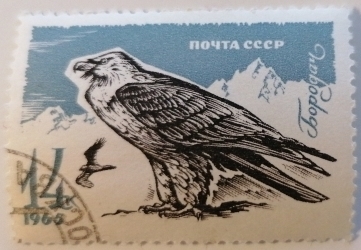 14 kopeks 1965 - Bearded Vulture (Gypaetus barbatus)