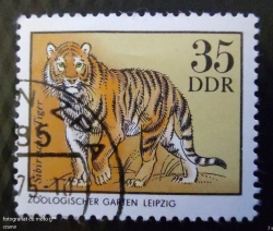 Image #1 of 35 Pfennig 1975 - Amur Tiger (Panthera tigris altaica)