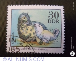 Image #1 of 30 Pfennig 1975 - Gray Seal (Halichoerus grypus)