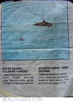 1 - Delfinul cu laterale albe  (Lagenorhynchus acutus)