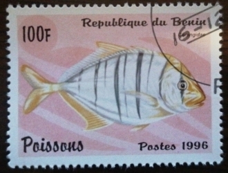 100 Francs 1996 - Carangidae