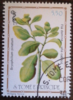 Image #1 of 5.5 Dobra - Fia damina (Bryophillum pinatum)