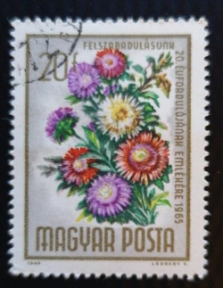 20 Filler 1965 - Buchete de flori - Aster anual (Callistephus chinensis)