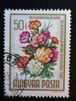 50 Filler 1965 - Buchete de flori - Garoafa (Dianthus caryophyllus)