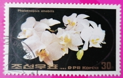 30 Chon 1984 - Phalaenopsis amabilis
