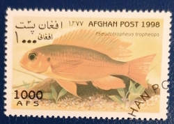 1000 Afghani 1998 - Pseudotropheus tropheops