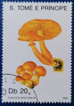 Image #1 of 20 Dobra 1990 - Pholiota spectabilis