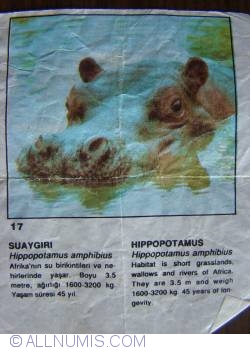 17 - Hipopotam (Hippopotamus amphibius)