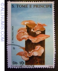 10 Dobra 1988 - Pleurotus ostreatus