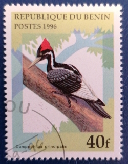 Image #1 of 40 Francs -  Ivory-billed Woodpecker (Campephilus principalis)