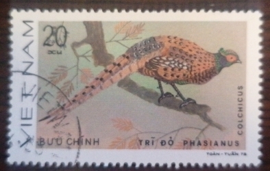 20 Xu - Pheasant (Colchicus)