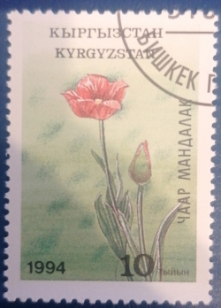 Image #1 of 10 Tyiyn 1994 - Tulipa greigii