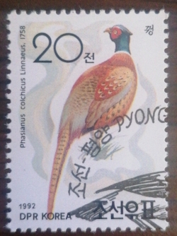 20 Chon 1992 - Phasianus colchicus