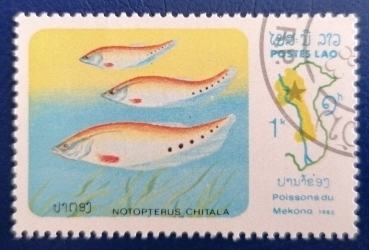 Image #1 of 1 Kip 1983 - Notopterus chitala