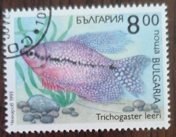 8 Lev 1993 - Trichogaster leeri