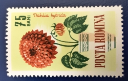 75 Bani - Dahlia hybrida