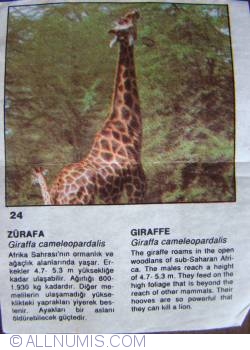 24 - Giraffe (Giraffa camelopardalis)