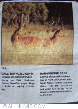 25 - Cerbul indian de mlaștină - Barasingha (Cervus duvaucelii branderi)