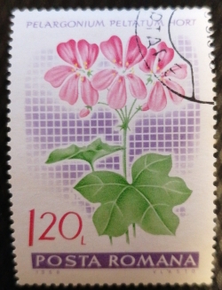 Image #1 of 1.2 Lei - Pelargonium peltatum hort