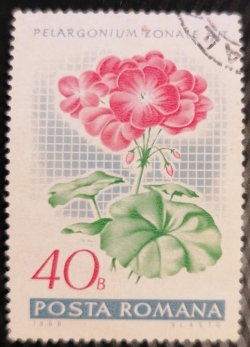 Image #1 of 40 Bani - Pelargonium zonale