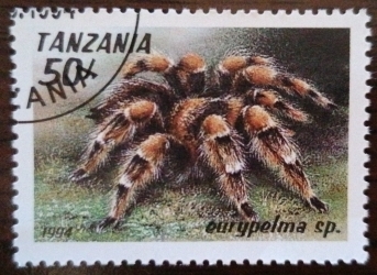Image #1 of 50 Shilingi 1994 - Tarantula (Eurypelma sp.)