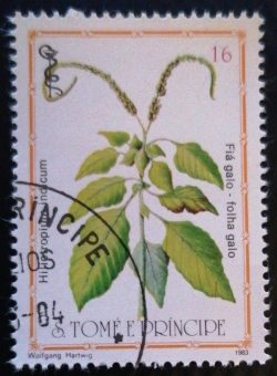 10 Dobra - Fia galo  (Hiliotropium indicum)
