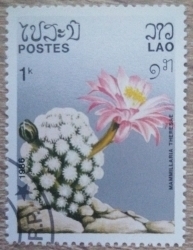 Image #1 of 1 Kip 1986 - Mammillaria theresae