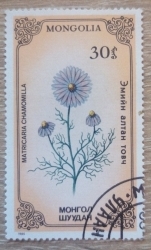Image #1 of 30 Mongo 1985 - Matricaria chamomilla