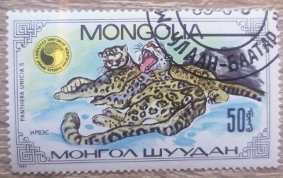 50 Mongo 1985 - Pantera de zapada (Panthera uncia)