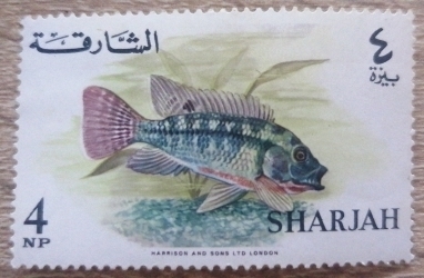 4 Naye Paise - Fish (Tilapia melanopleura)