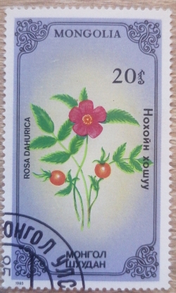 Image #1 of 20 Mongo 1985 - Rosa dahurica
