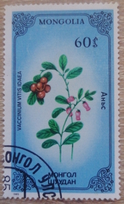 Image #1 of 60 Mongo 1985 - Vaccinium vitis idaea