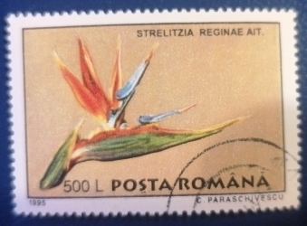 Image #1 of 500 Lei - Strelitzia regină ait