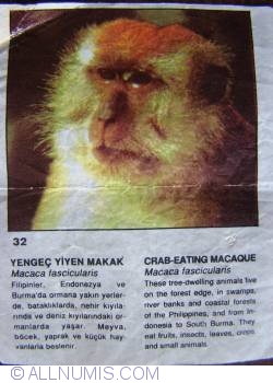 32 - Crab-Eating Macaque (Macaca fascicularis)